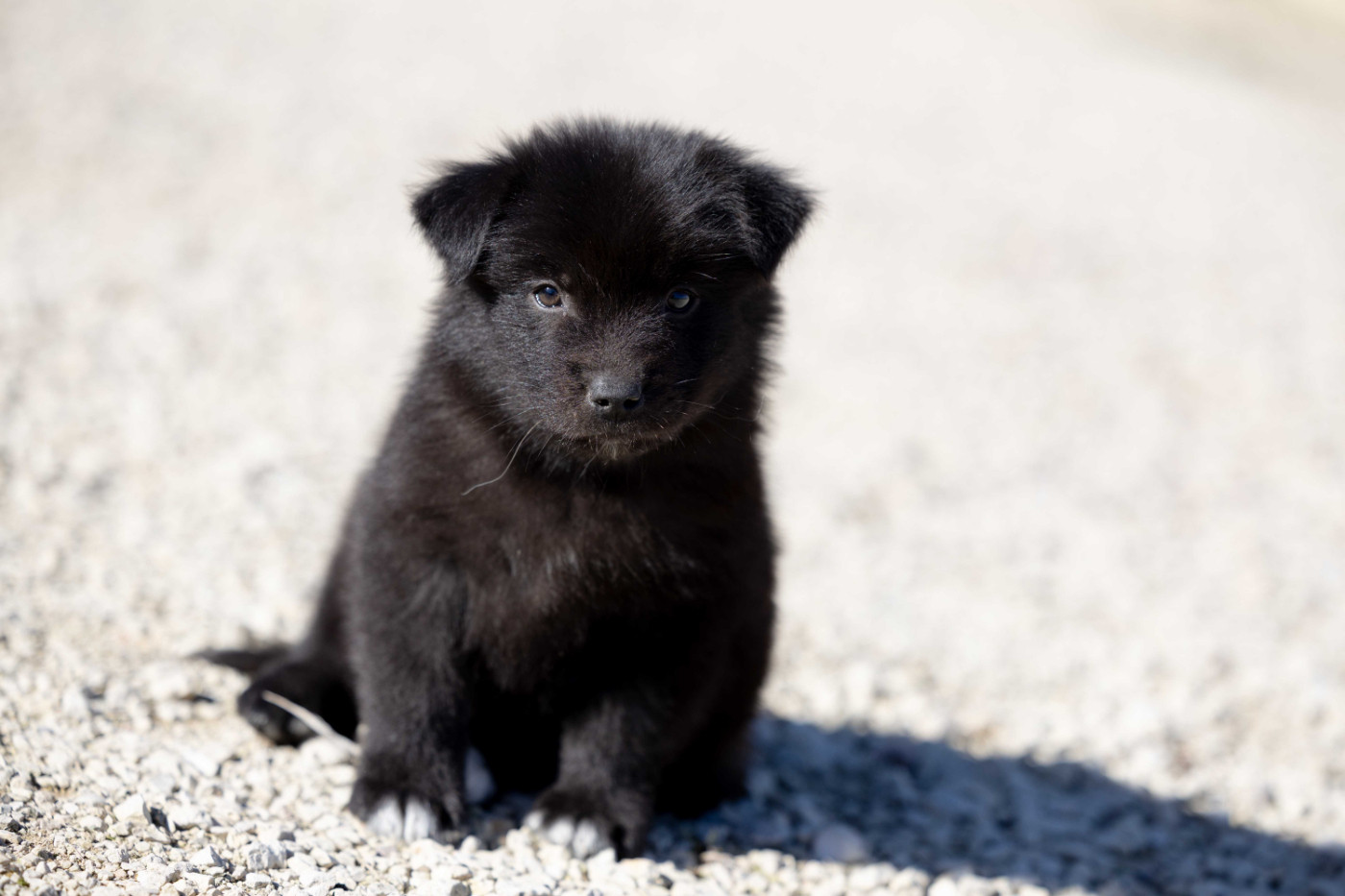 Of Salsa's Stars - Chiots disponibles - Berger Australien