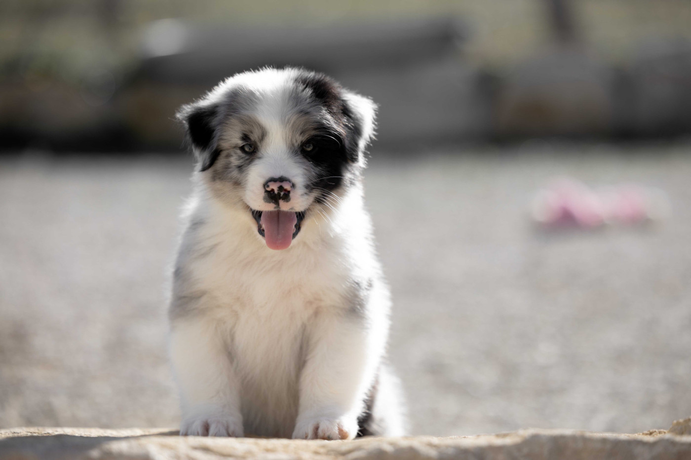 Of Salsa's Stars - Chiots disponibles - Berger Australien