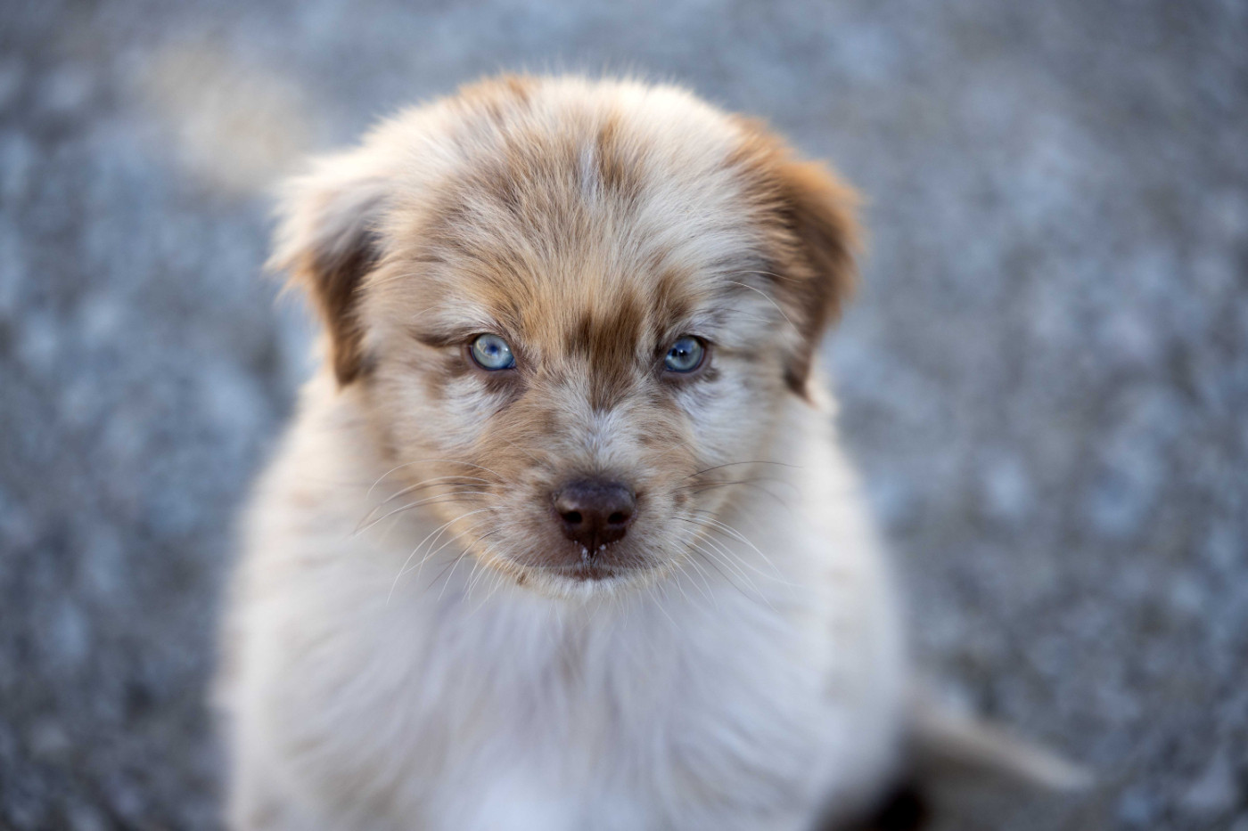 Of Salsa's Stars - Chiots disponibles - Berger Australien
