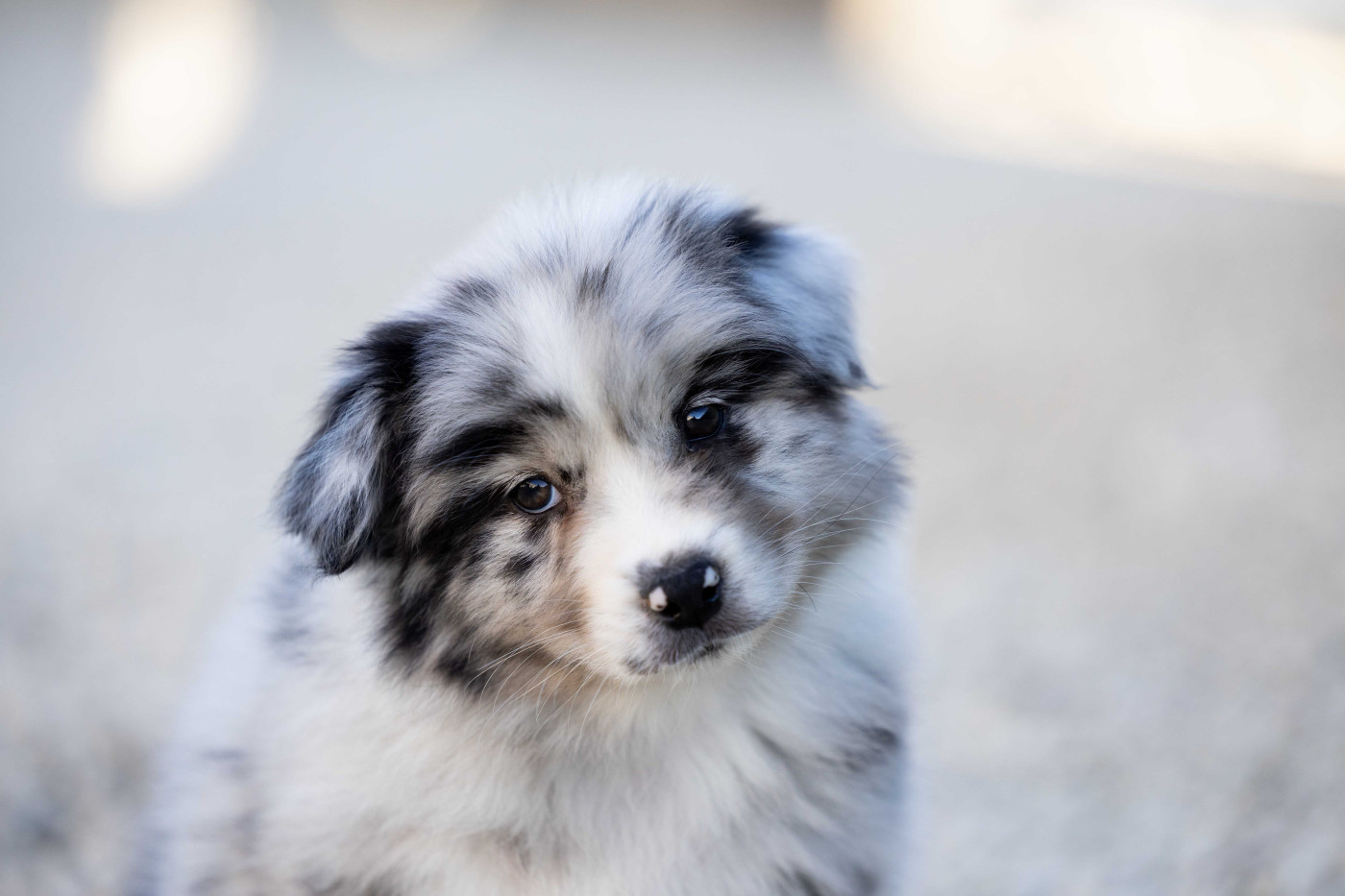 Of Salsa's Stars - Chiots disponibles - Berger Australien