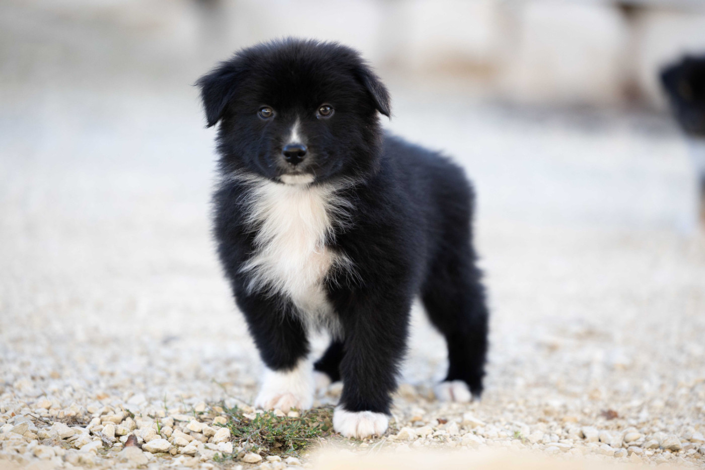 Of Salsa's Stars - Chiots disponibles - Berger Australien