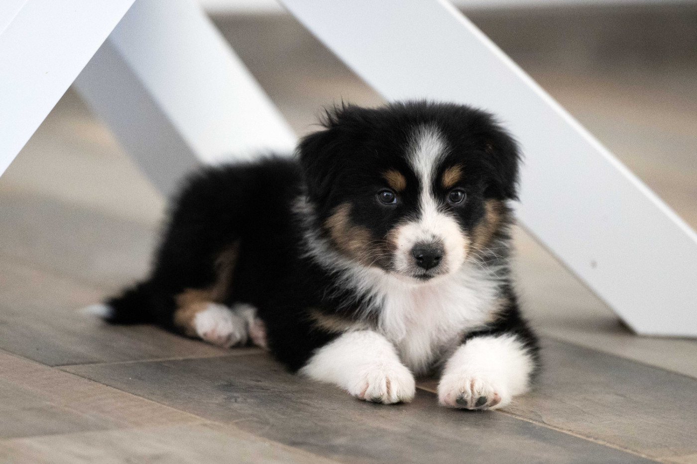 Of Salsa's Stars - Chiots disponibles - Berger Australien