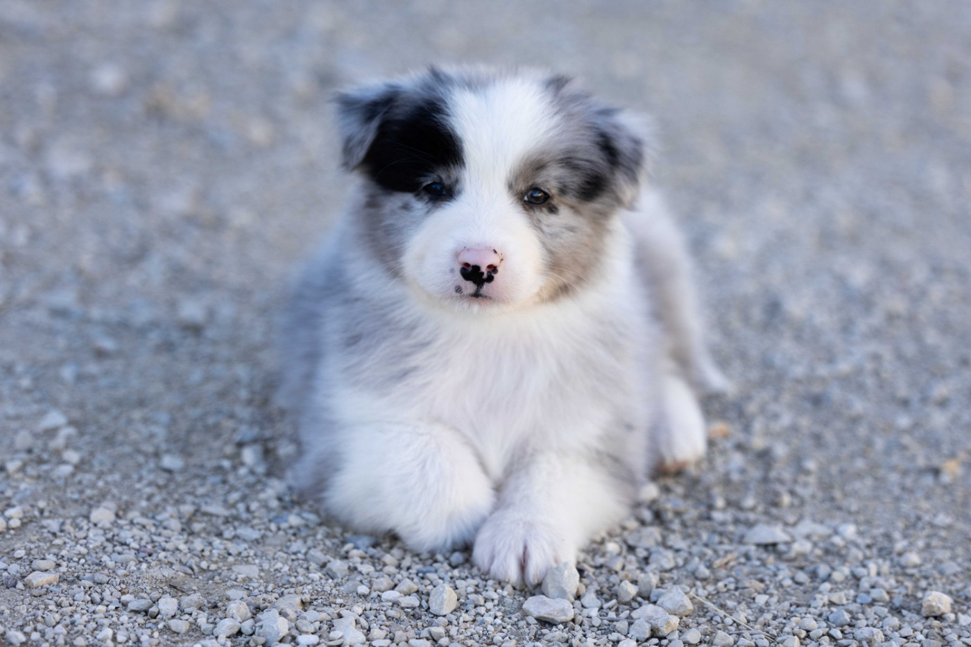 Of Salsa's Stars - Chiots disponibles - Berger Australien