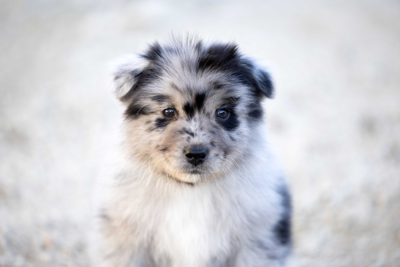 Of Salsa's Stars - Chiots disponibles - Berger Australien