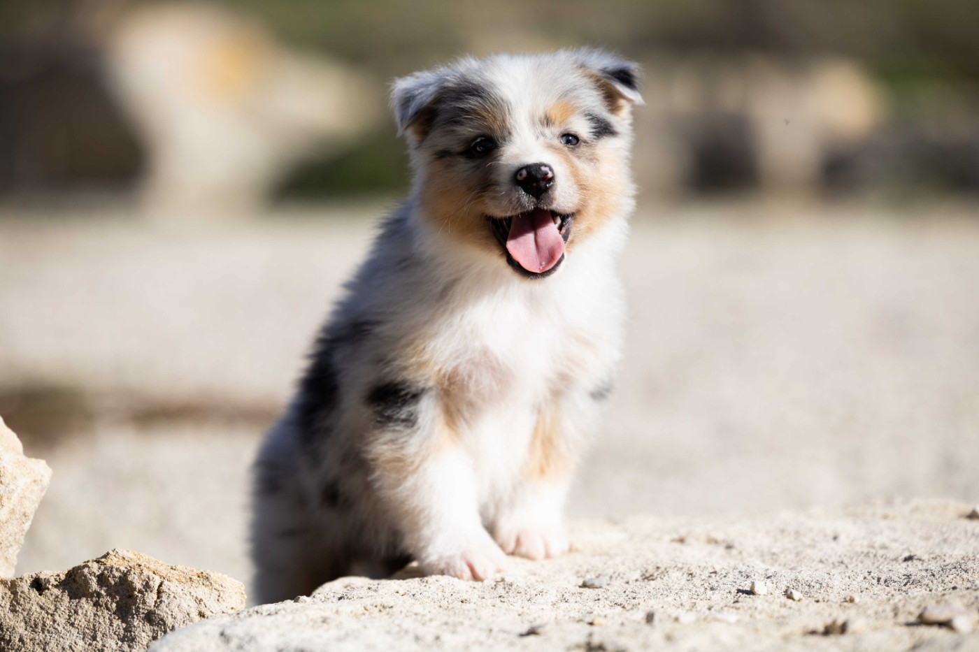Of Salsa's Stars - Chiots disponibles - Berger Australien