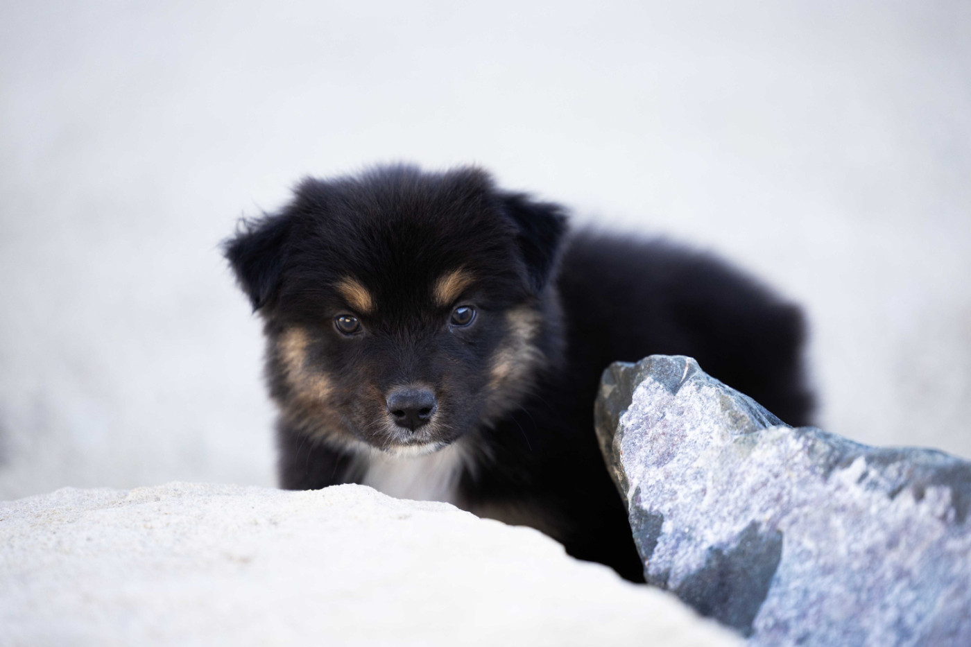 Of Salsa's Stars - Chiots disponibles - Berger Australien