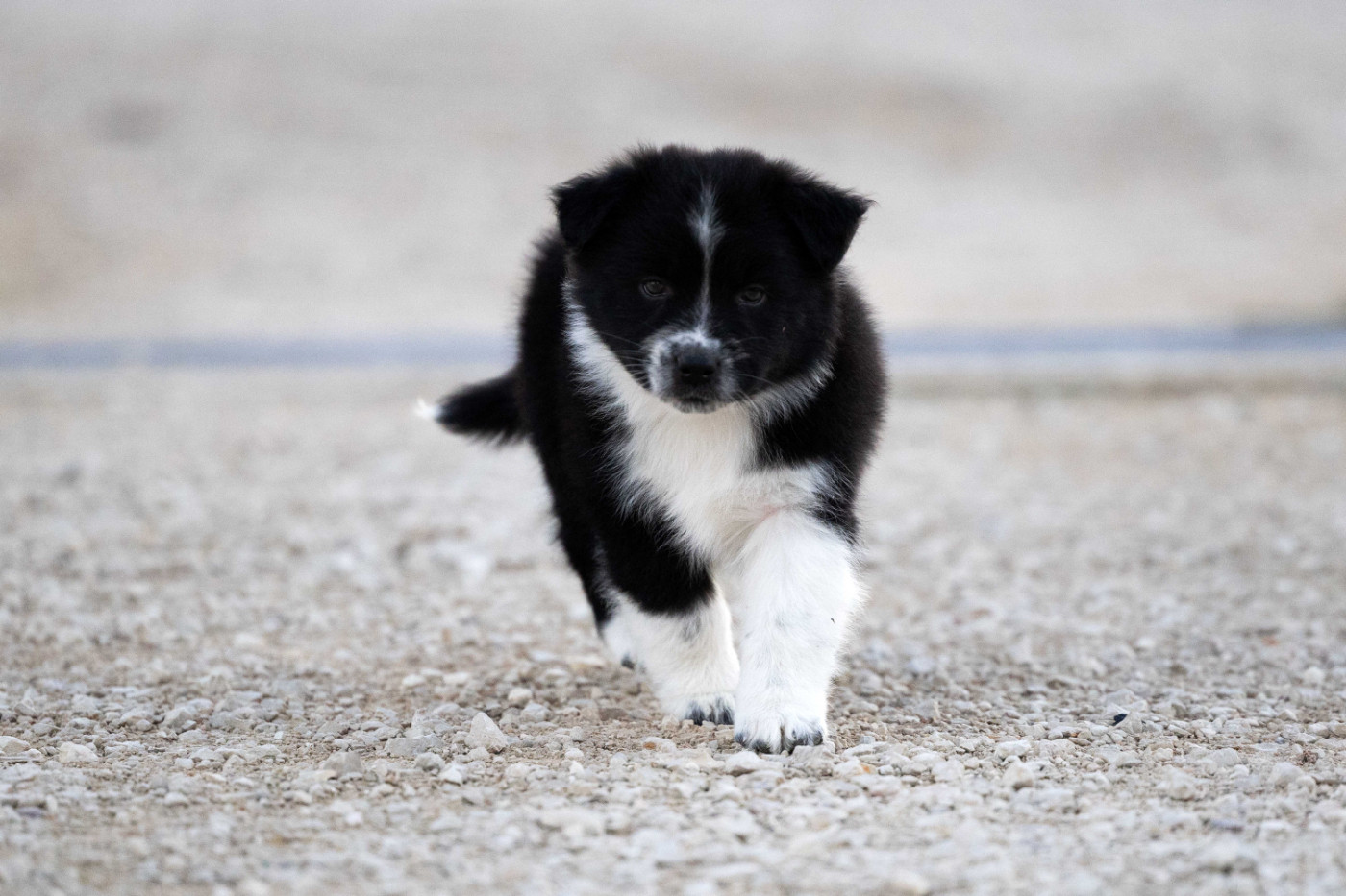 Of Salsa's Stars - Chiots disponibles - Berger Australien
