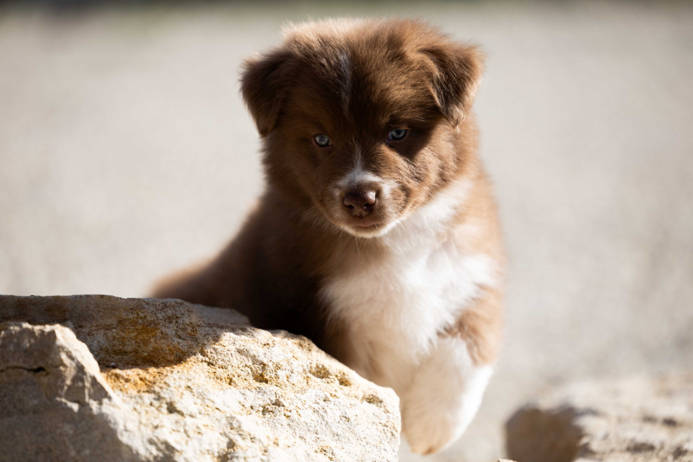 Of Salsa's Stars - Chiots disponibles - Berger Australien