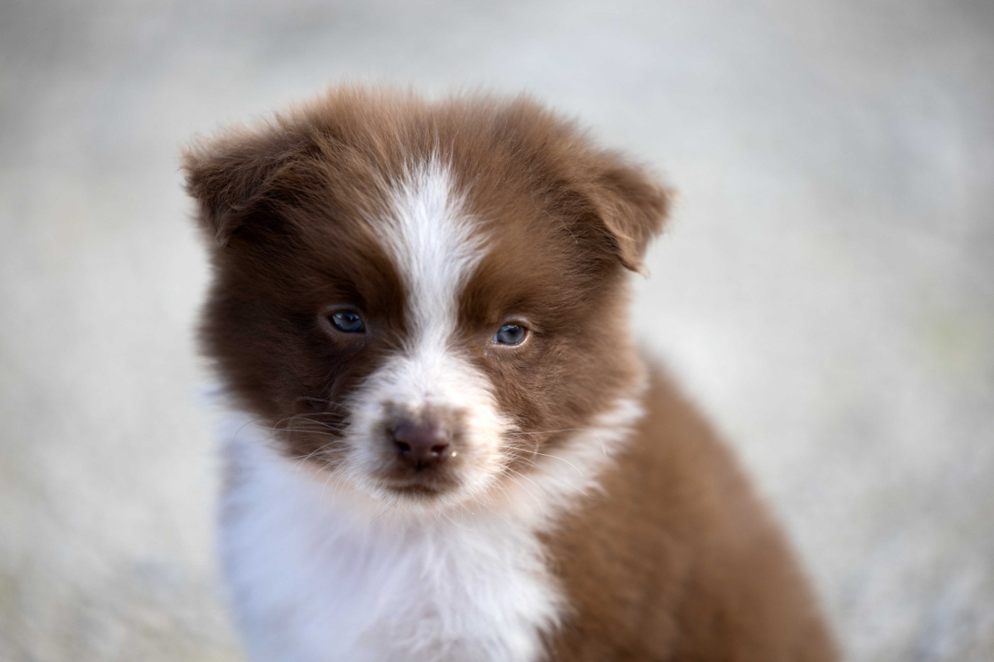 Of Salsa's Stars - Chiots disponibles - Berger Australien