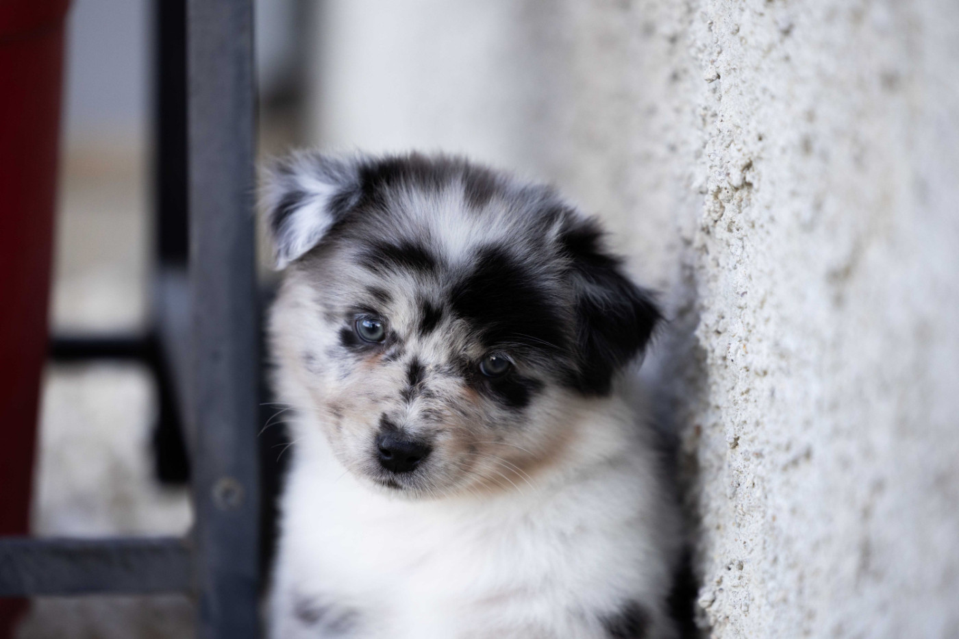 Of Salsa's Stars - Chiots disponibles - Berger Australien