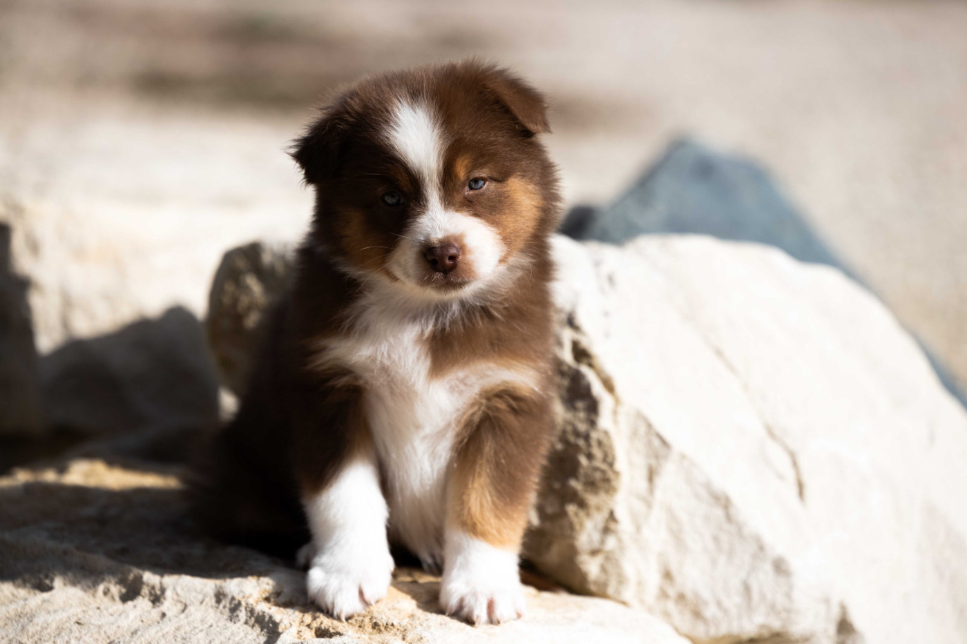 Of Salsa's Stars - Chiots disponibles - Berger Australien