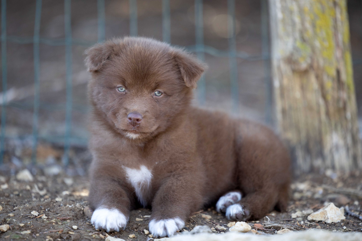 Of Salsa's Stars - Chiots disponibles - Berger Australien