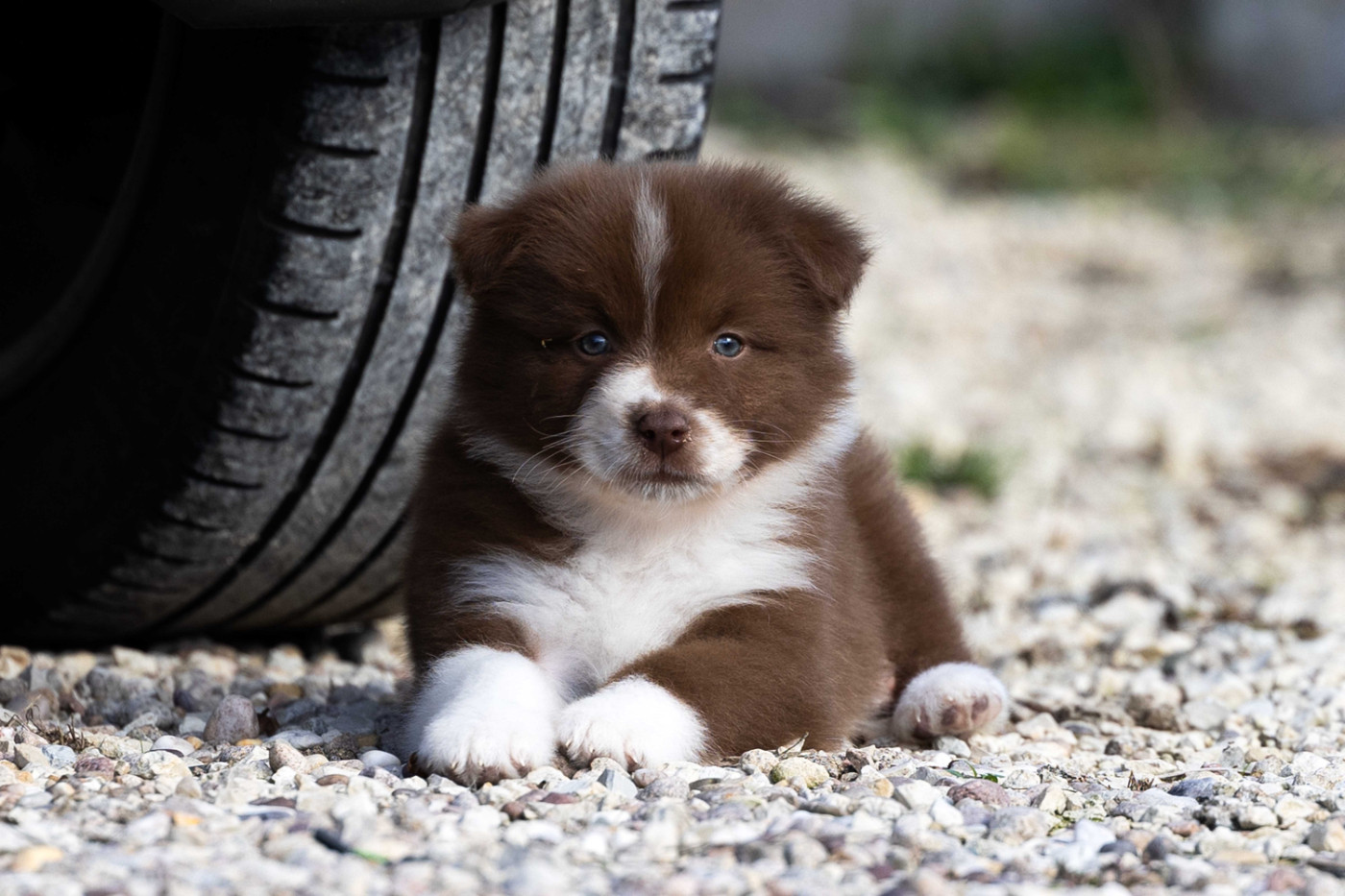 Of Salsa's Stars - Chiots disponibles - Berger Australien