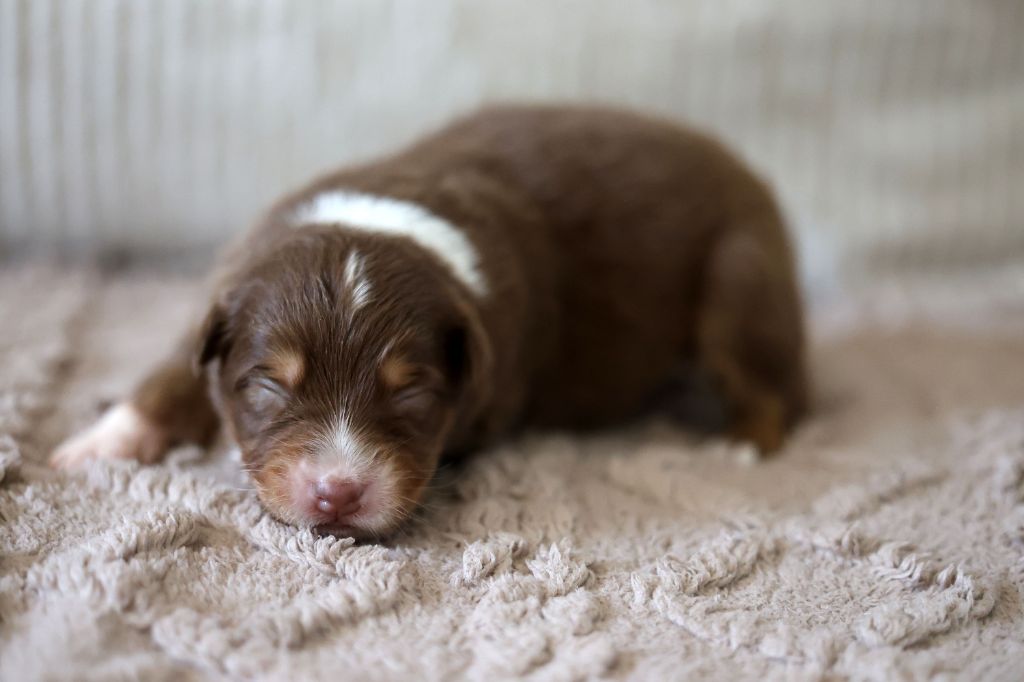 Of Salsa's Stars - Chiots disponibles - Berger Australien