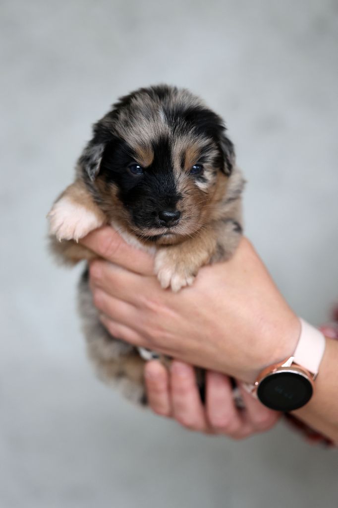 Of Salsa's Stars - Chiots disponibles - Berger Australien