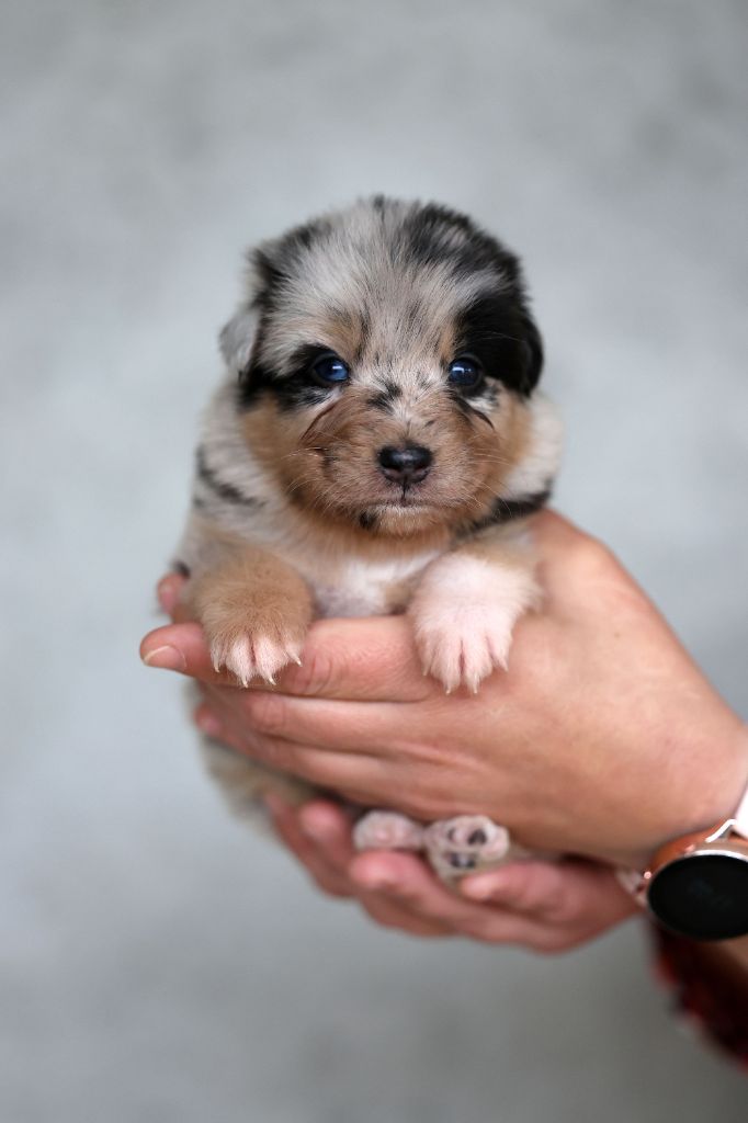 Of Salsa's Stars - Chiots disponibles - Berger Australien