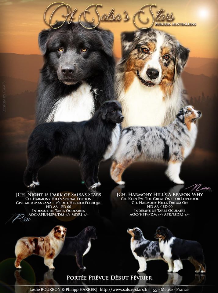 Chiot Berger Australien Of Salsa's Stars