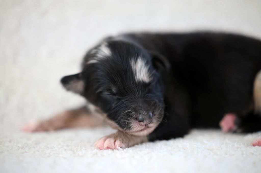 Of Salsa's Stars - Chiots disponibles - Berger Australien