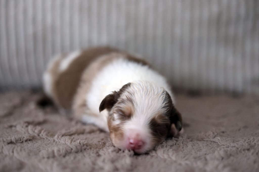 Of Salsa's Stars - Chiots disponibles - Berger Australien