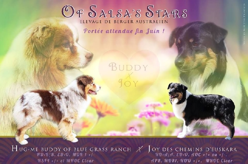 Chiot Berger Australien Of Salsa's Stars