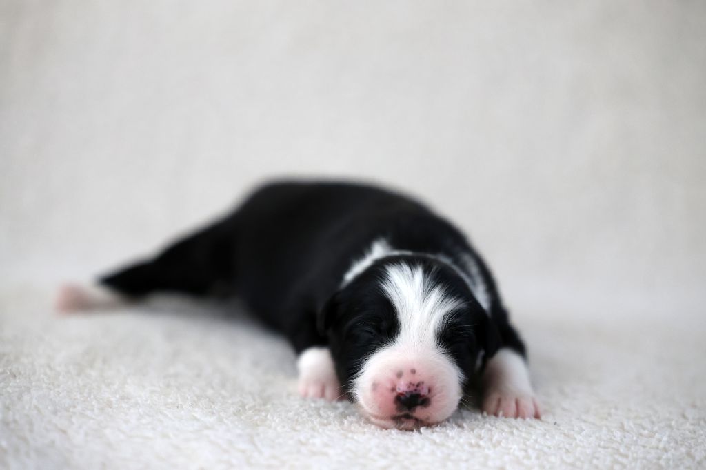 Of Salsa's Stars - Chiots disponibles - Berger Australien