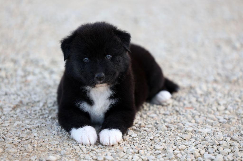 Of Salsa's Stars - Chiots disponibles - Berger Australien
