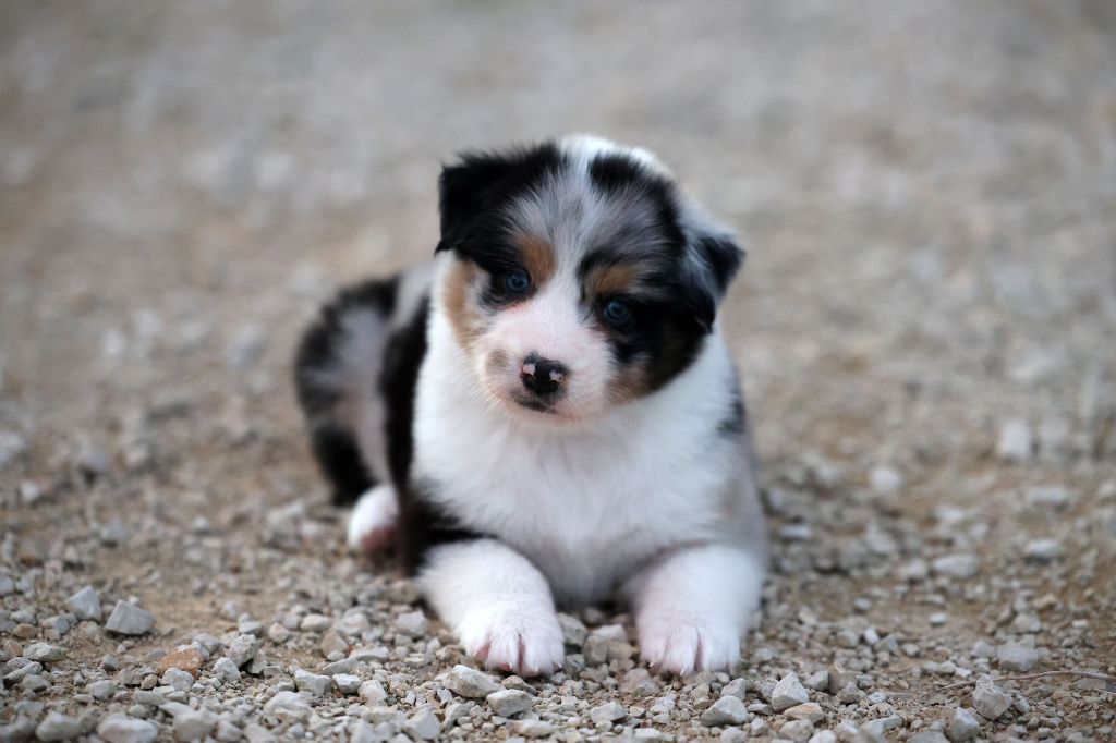 Of Salsa's Stars - Chiots disponibles - Berger Australien