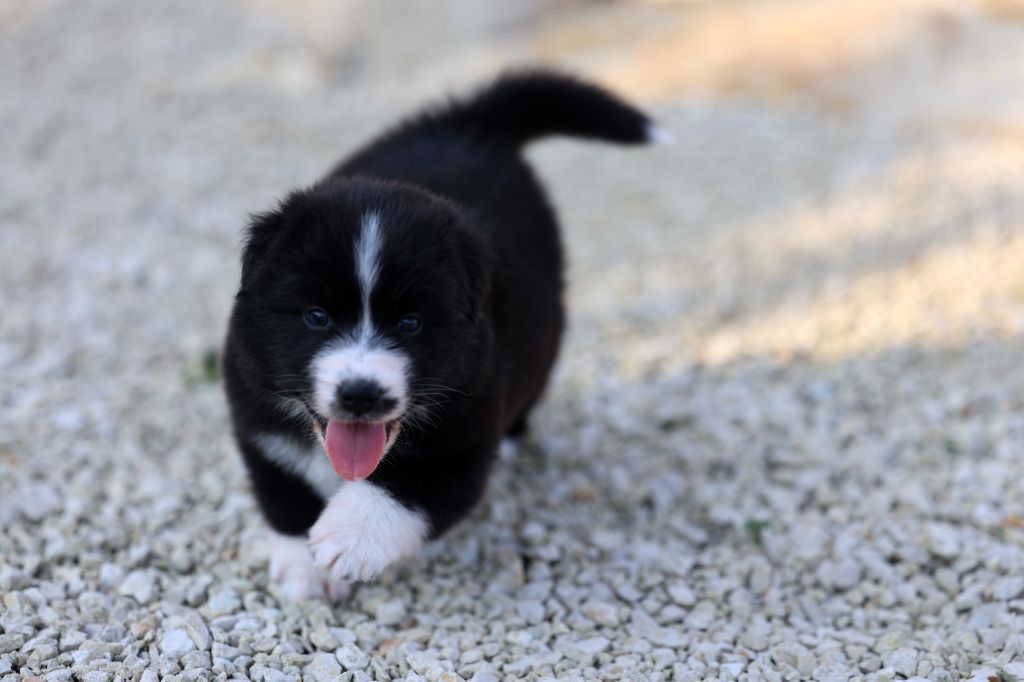 Of Salsa's Stars - Chiots disponibles - Berger Australien
