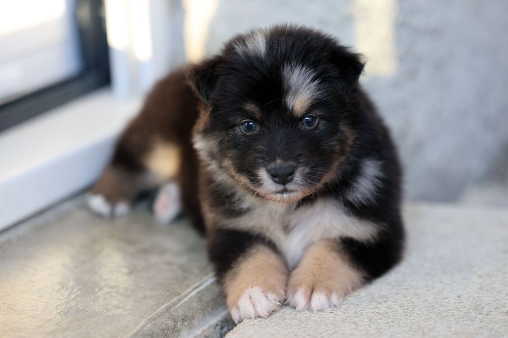 Of Salsa's Stars - Chiots disponibles - Berger Australien