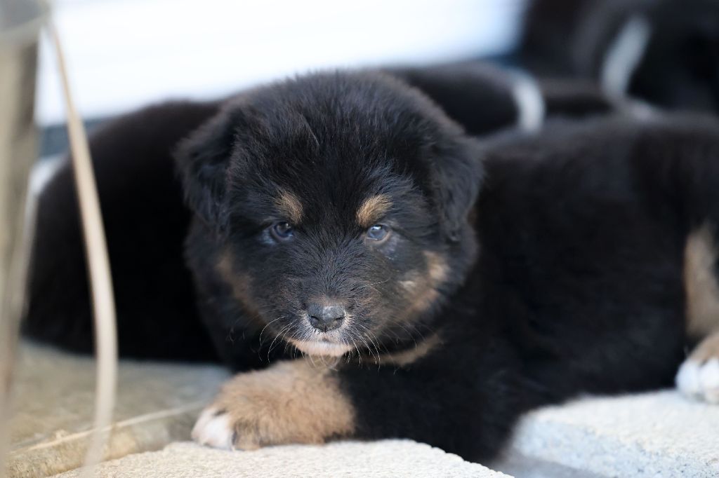 Of Salsa's Stars - Chiots disponibles - Berger Australien
