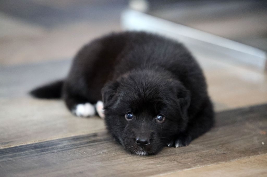 Of Salsa's Stars - Chiots disponibles - Berger Australien