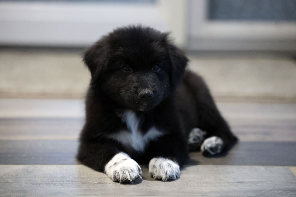 Of Salsa's Stars - Chiots disponibles - Berger Australien