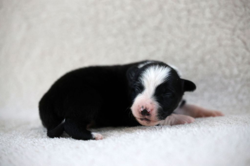 Of Salsa's Stars - Chiots disponibles - Berger Australien