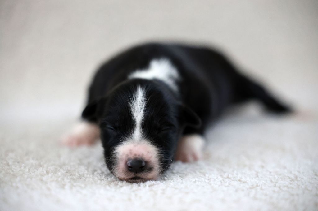 Of Salsa's Stars - Chiots disponibles - Berger Australien