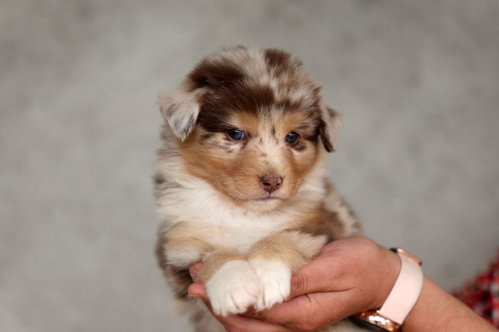 Of Salsa's Stars - Chiots disponibles - Berger Australien