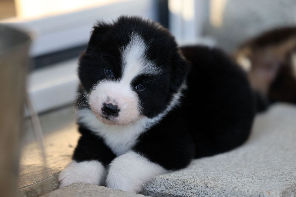 Of Salsa's Stars - Chiots disponibles - Berger Australien