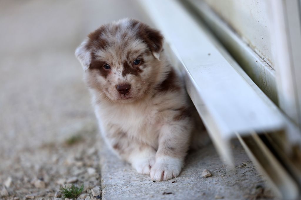 Of Salsa's Stars - Chiots disponibles - Berger Australien