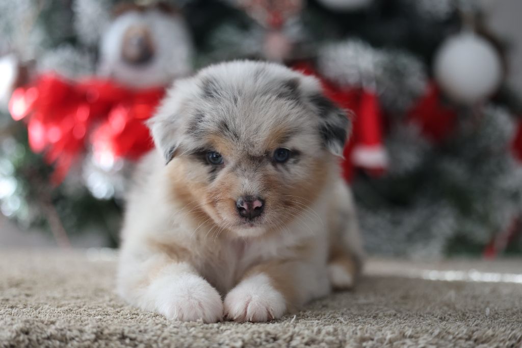 Of Salsa's Stars - Chiots disponibles - Berger Australien