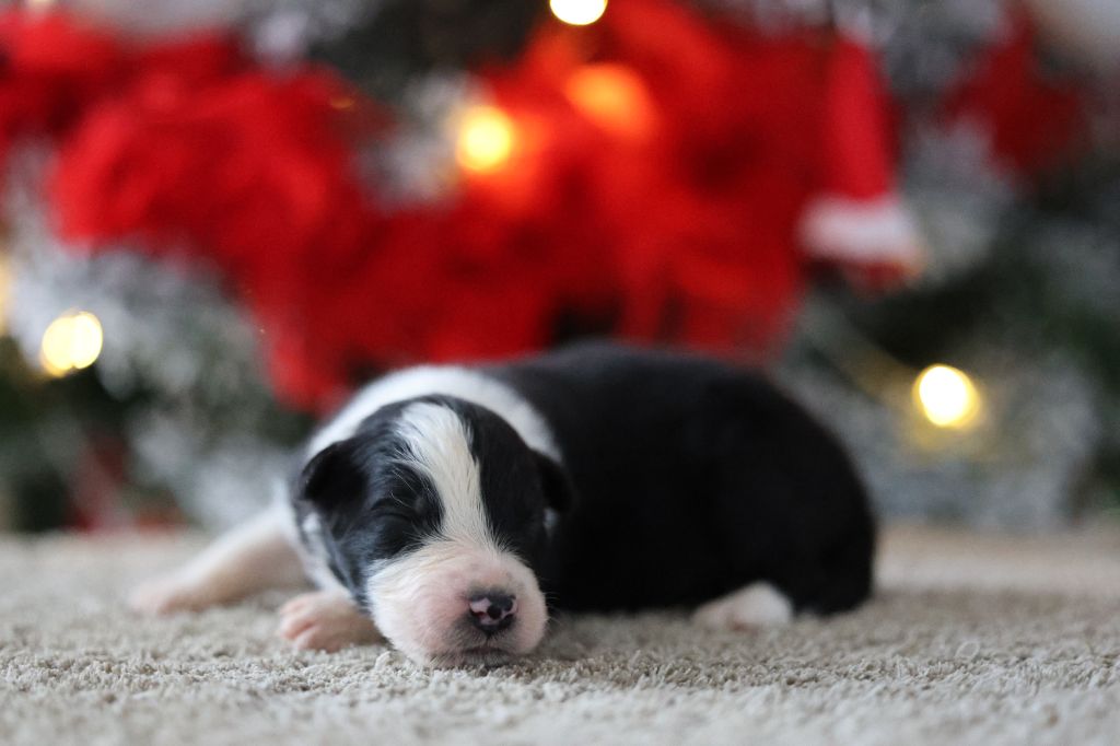 Of Salsa's Stars - Chiots disponibles - Berger Australien