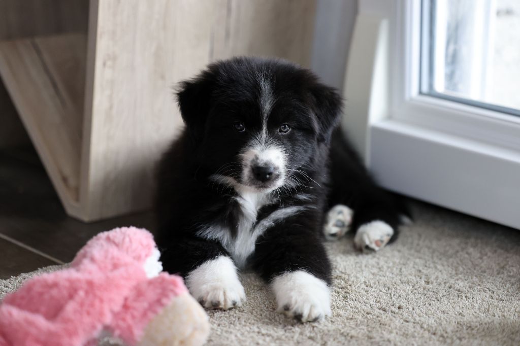 Of Salsa's Stars - Chiots disponibles - Berger Australien