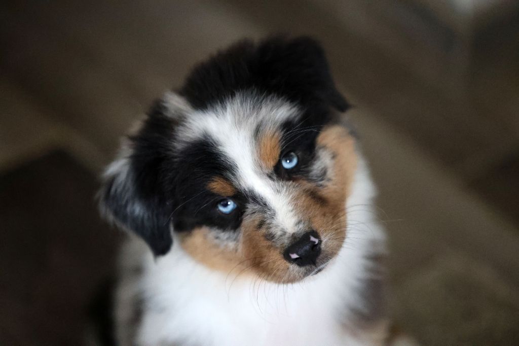 Of Salsa's Stars - Berger Australien - Portée née le 30/07/2025