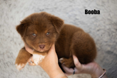 Booba