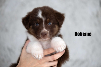 Boheme