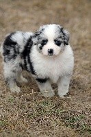 CHIOT
