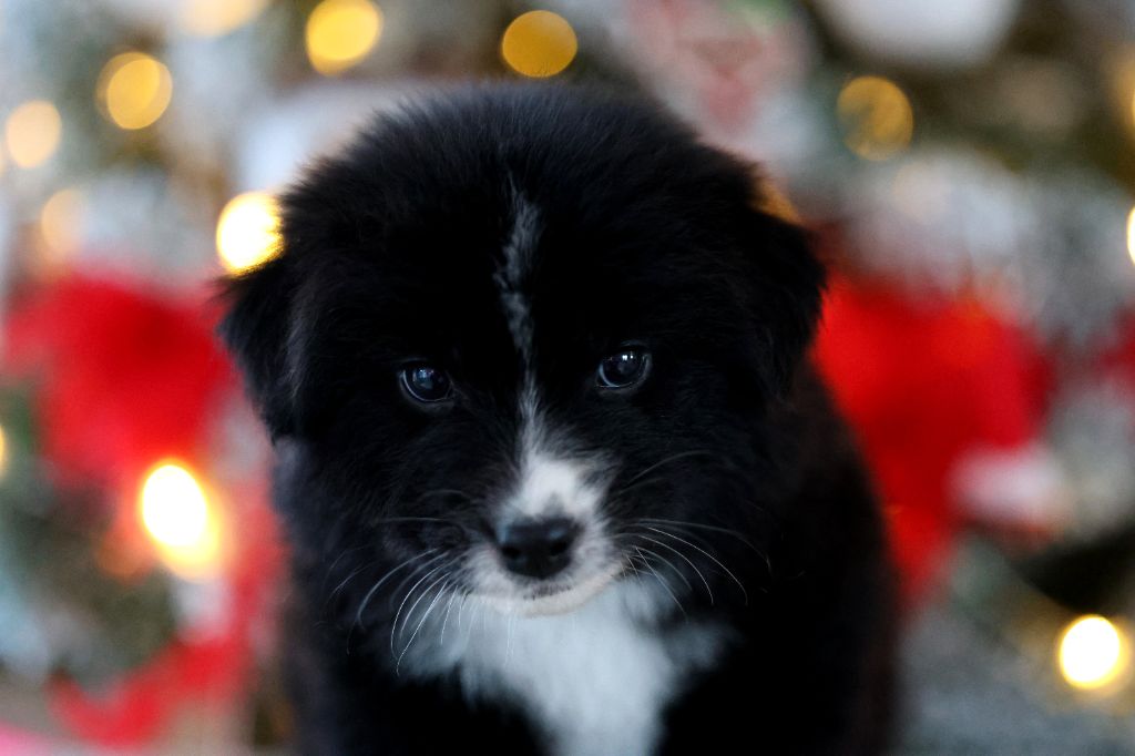 Of Salsa's Stars - Chiots disponibles - Berger Australien