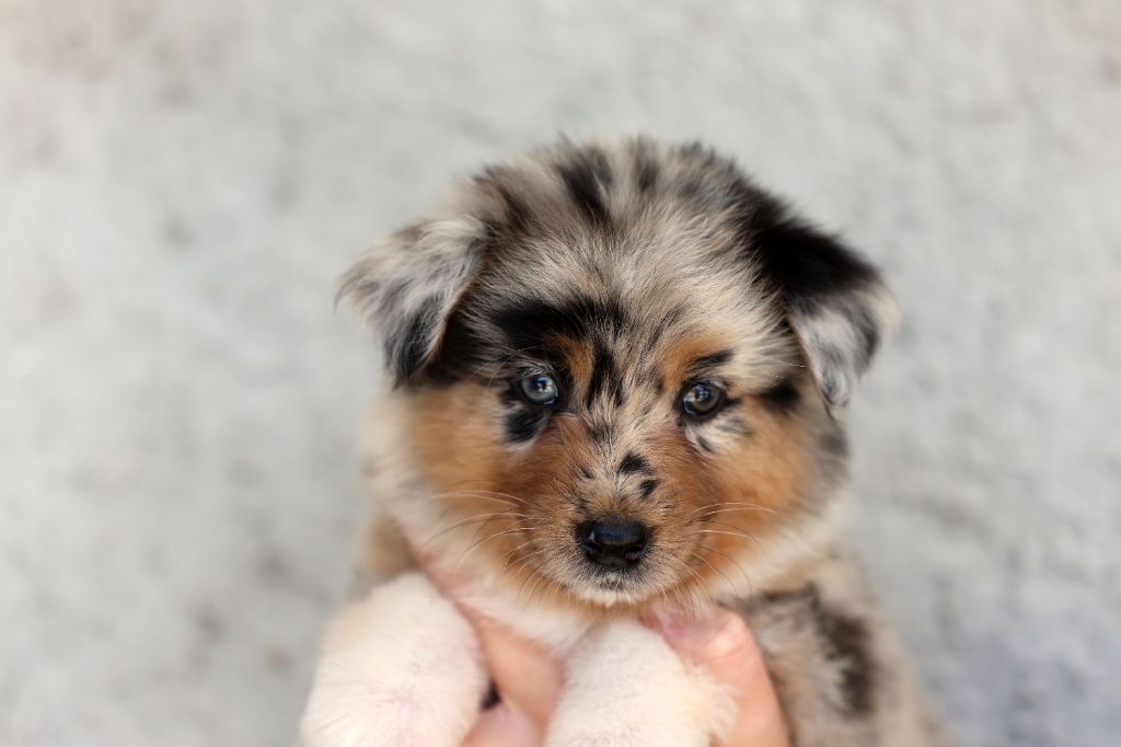 Of Salsa's Stars - Chiots disponibles - Berger Australien