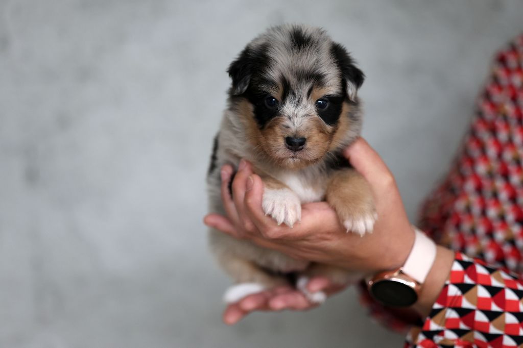 Of Salsa's Stars - Chiots disponibles - Berger Australien