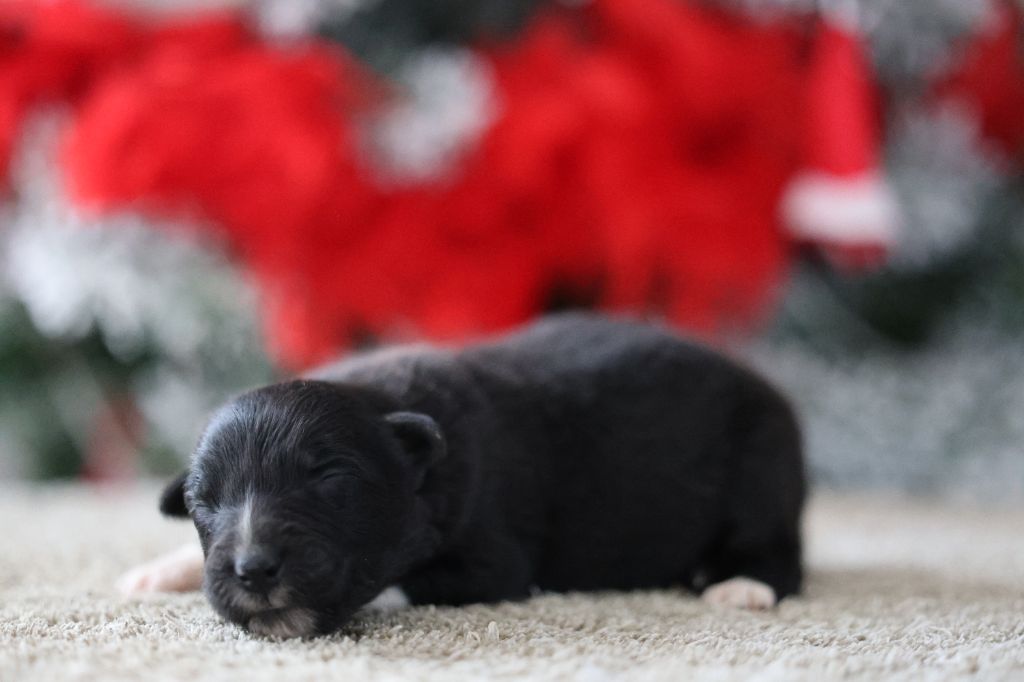 Of Salsa's Stars - Chiots disponibles - Berger Australien