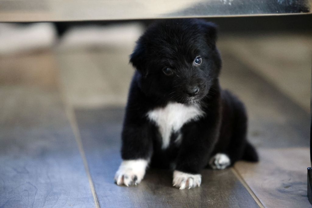 Of Salsa's Stars - Chiots disponibles - Berger Australien