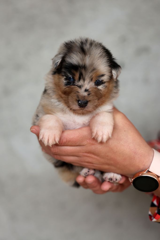 Of Salsa's Stars - Chiots disponibles - Berger Australien